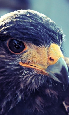 Prey Bird Close Up screenshot #1 240x400