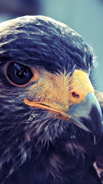 Prey Bird Close Up wallpaper 360x640