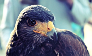 Prey Bird Close Up Wallpaper for Android, iPhone and iPad