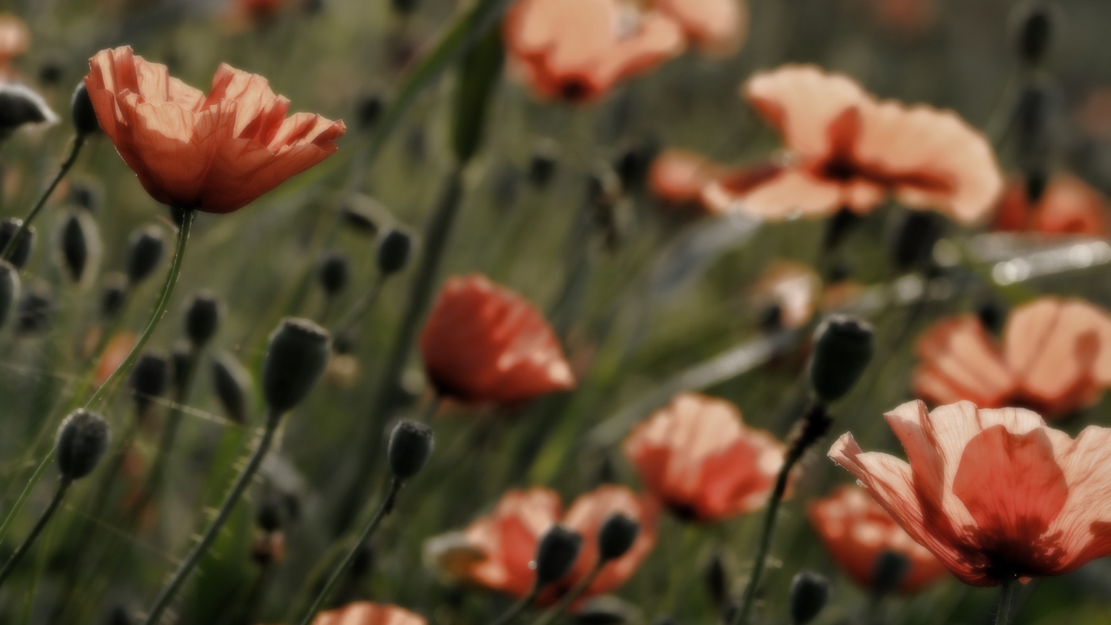 Red Flower Field screenshot #1 1600x900
