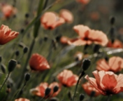 Fondo de pantalla Red Flower Field 176x144