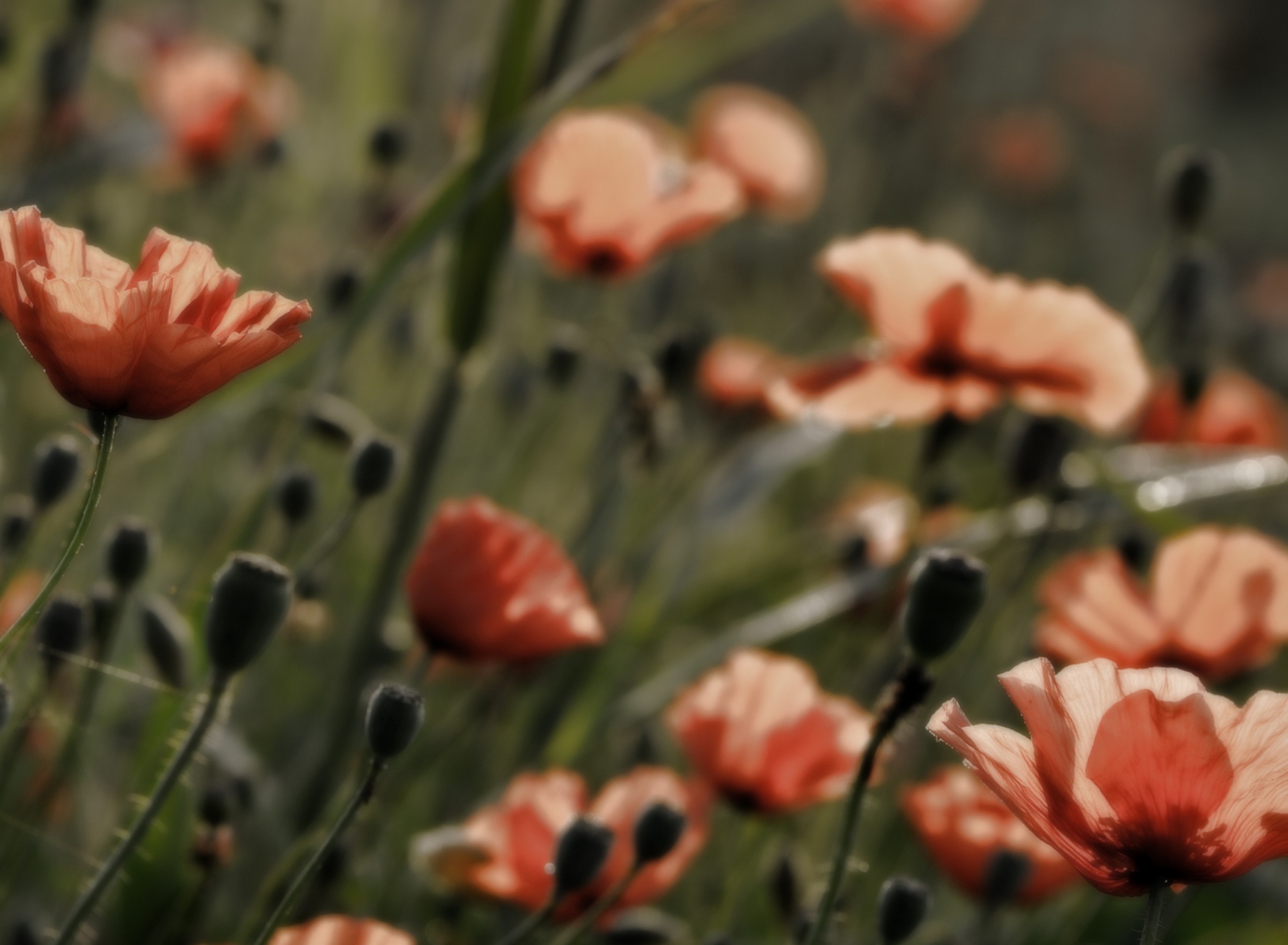 Screenshot №1 pro téma Red Flower Field 1920x1408