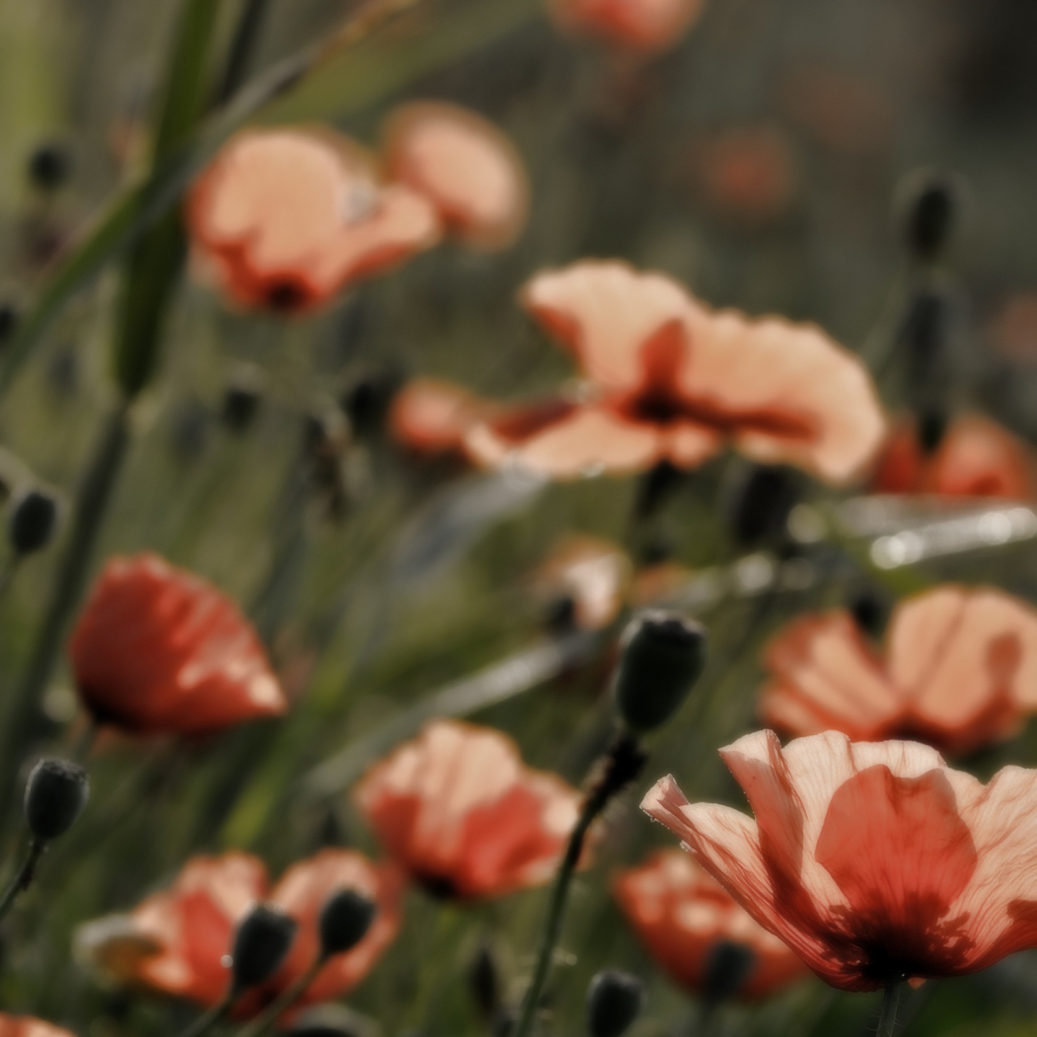 Fondo de pantalla Red Flower Field 2048x2048