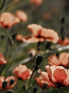 Screenshot №1 pro téma Red Flower Field 240x320