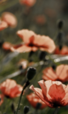 Fondo de pantalla Red Flower Field 240x400