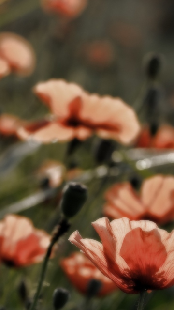 Red Flower Field wallpaper 360x640