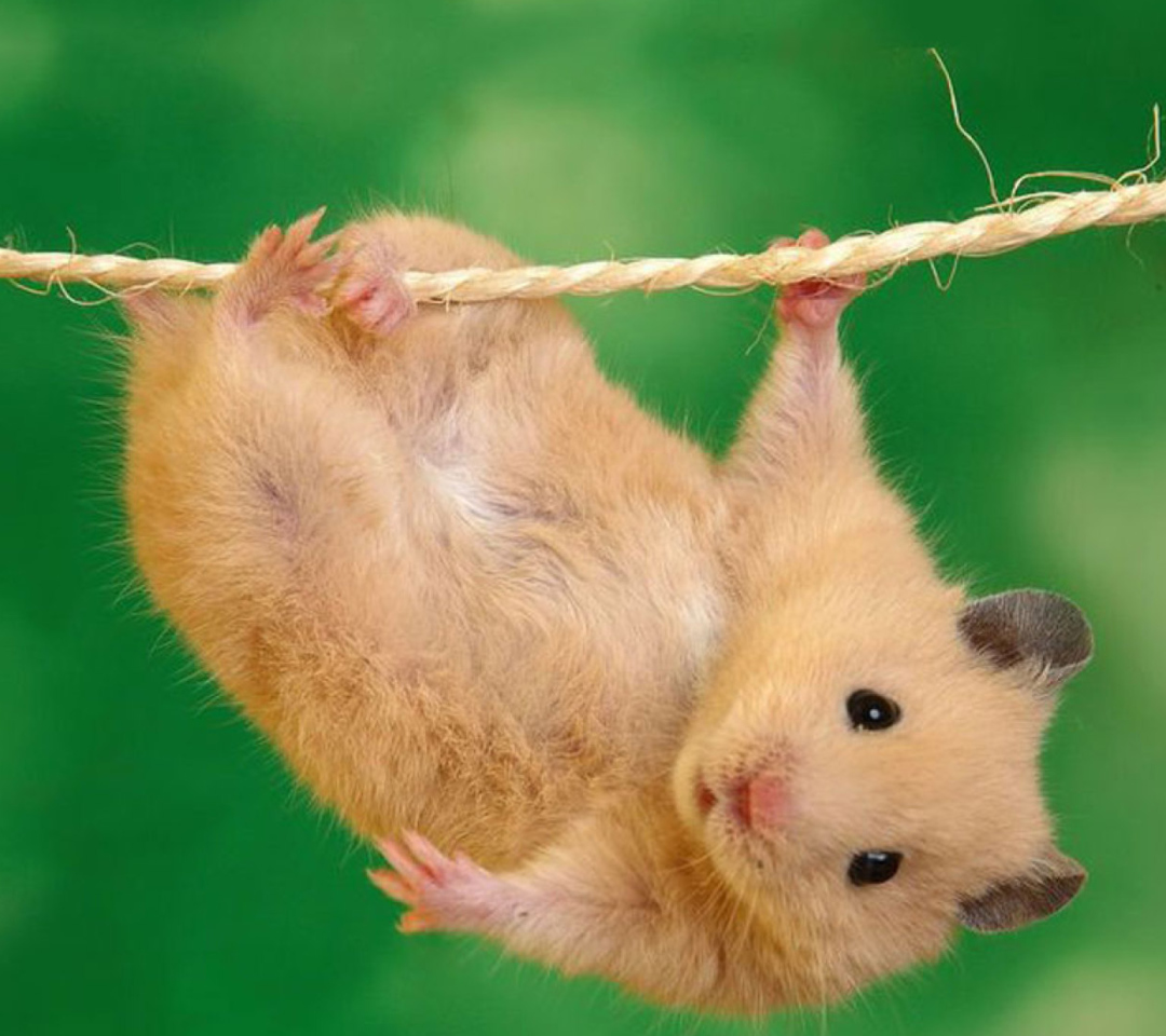 Funny Hamster wallpaper 1080x960