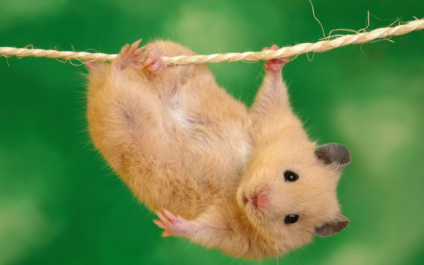 Funny Hamster wallpaper 1440x900