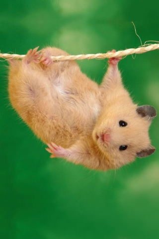 Das Funny Hamster Wallpaper 320x480