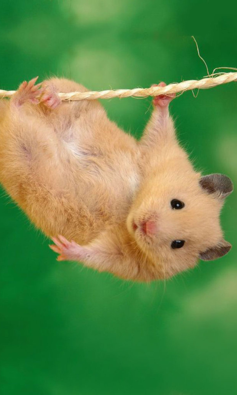 Das Funny Hamster Wallpaper 480x800