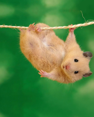 Funny Hamster - Obrázkek zdarma pro 128x160