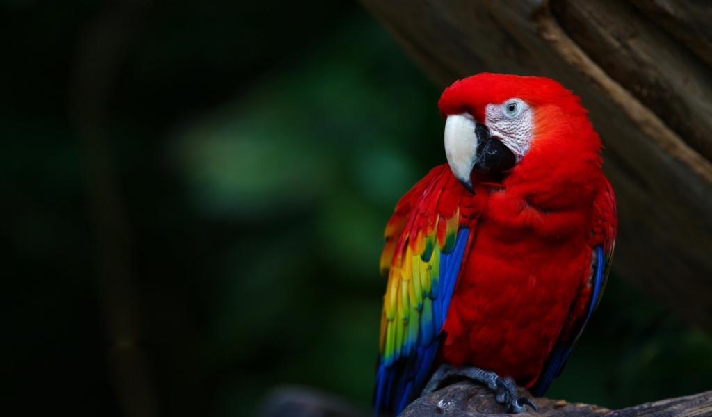 Fondo de pantalla Red Parrot 1024x600