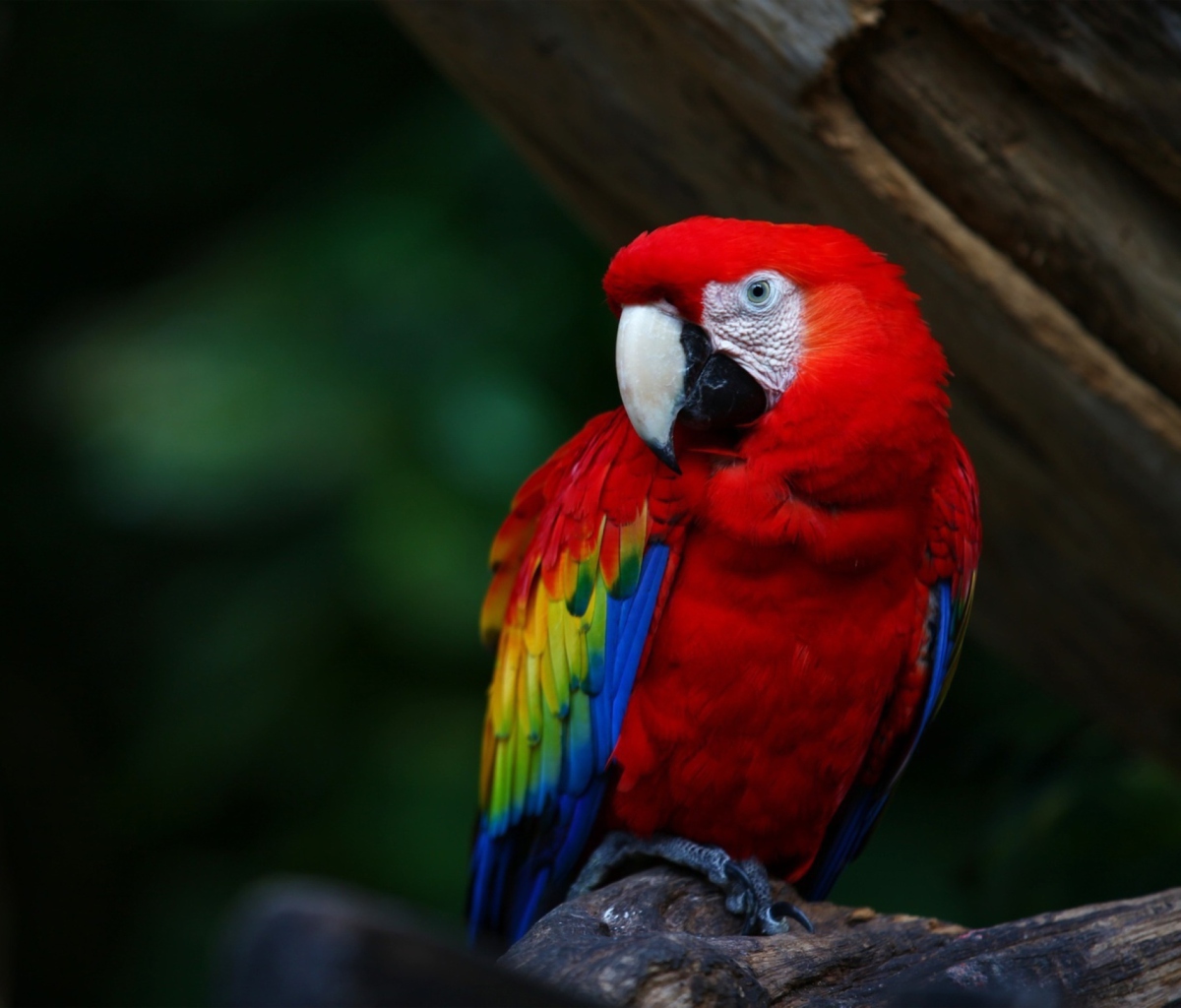 Red Parrot wallpaper 1200x1024