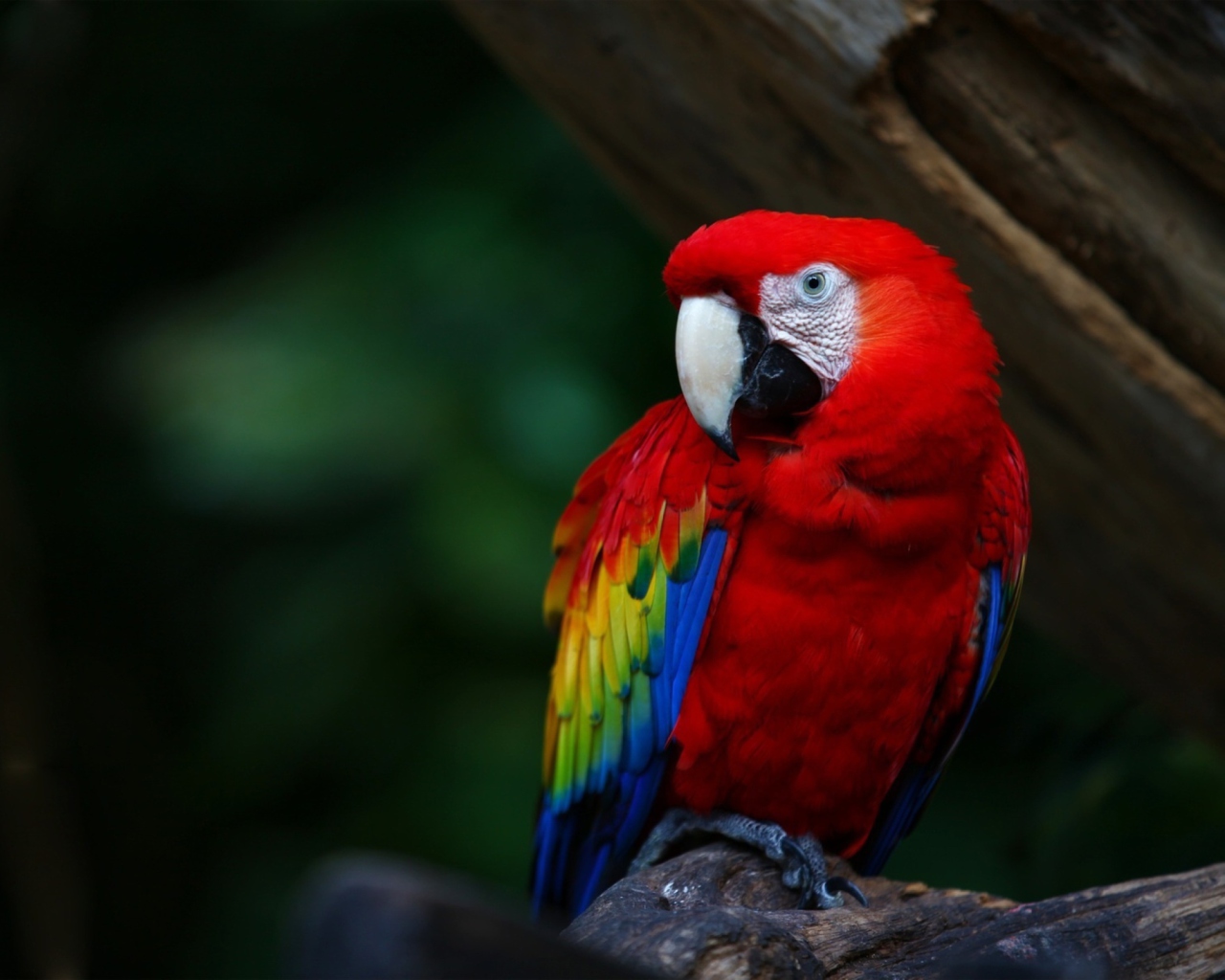 Red Parrot wallpaper 1280x1024