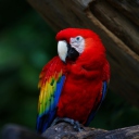 Sfondi Red Parrot 128x128