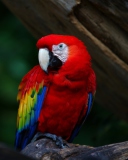 Das Red Parrot Wallpaper 128x160