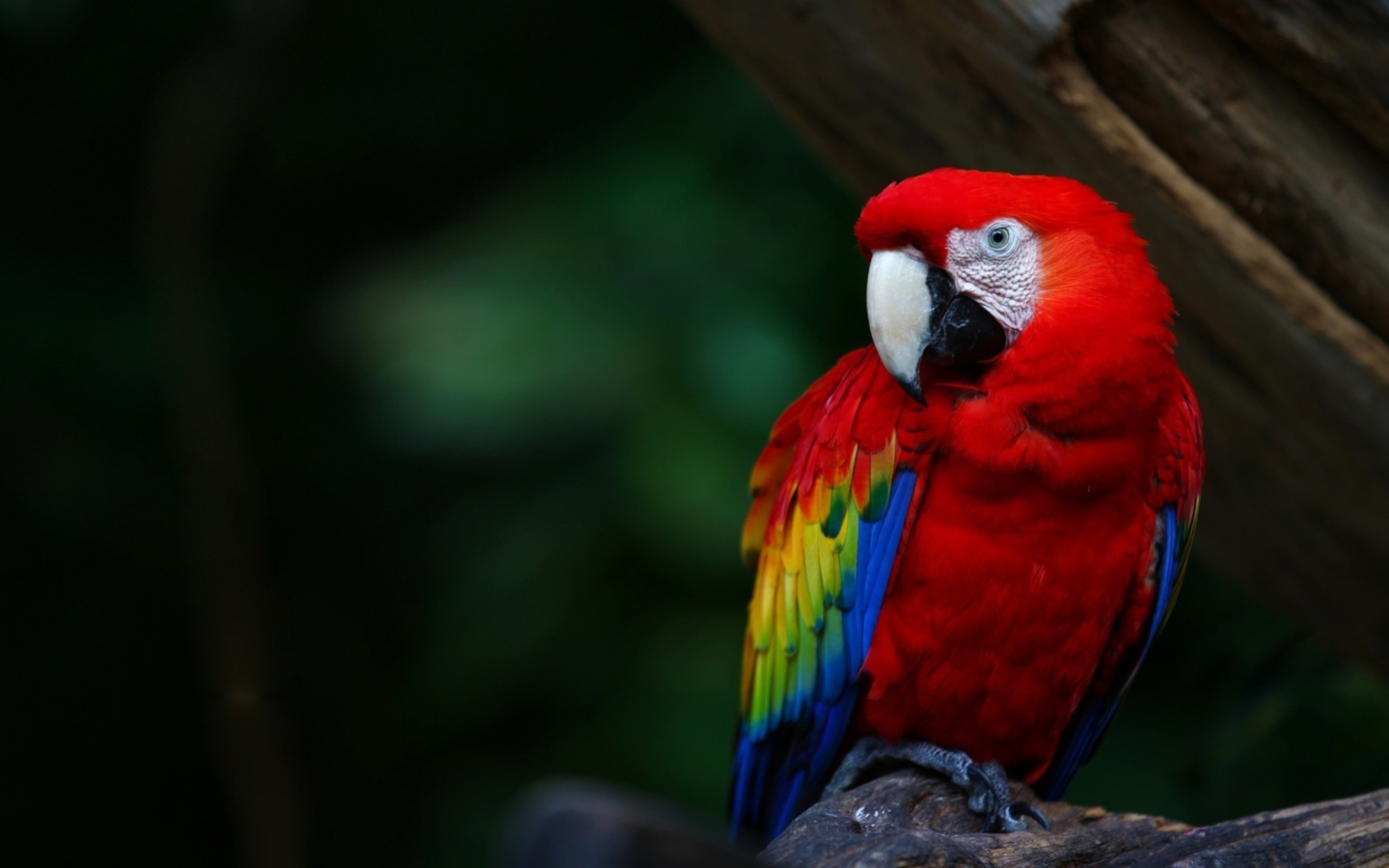 Sfondi Red Parrot 1440x900