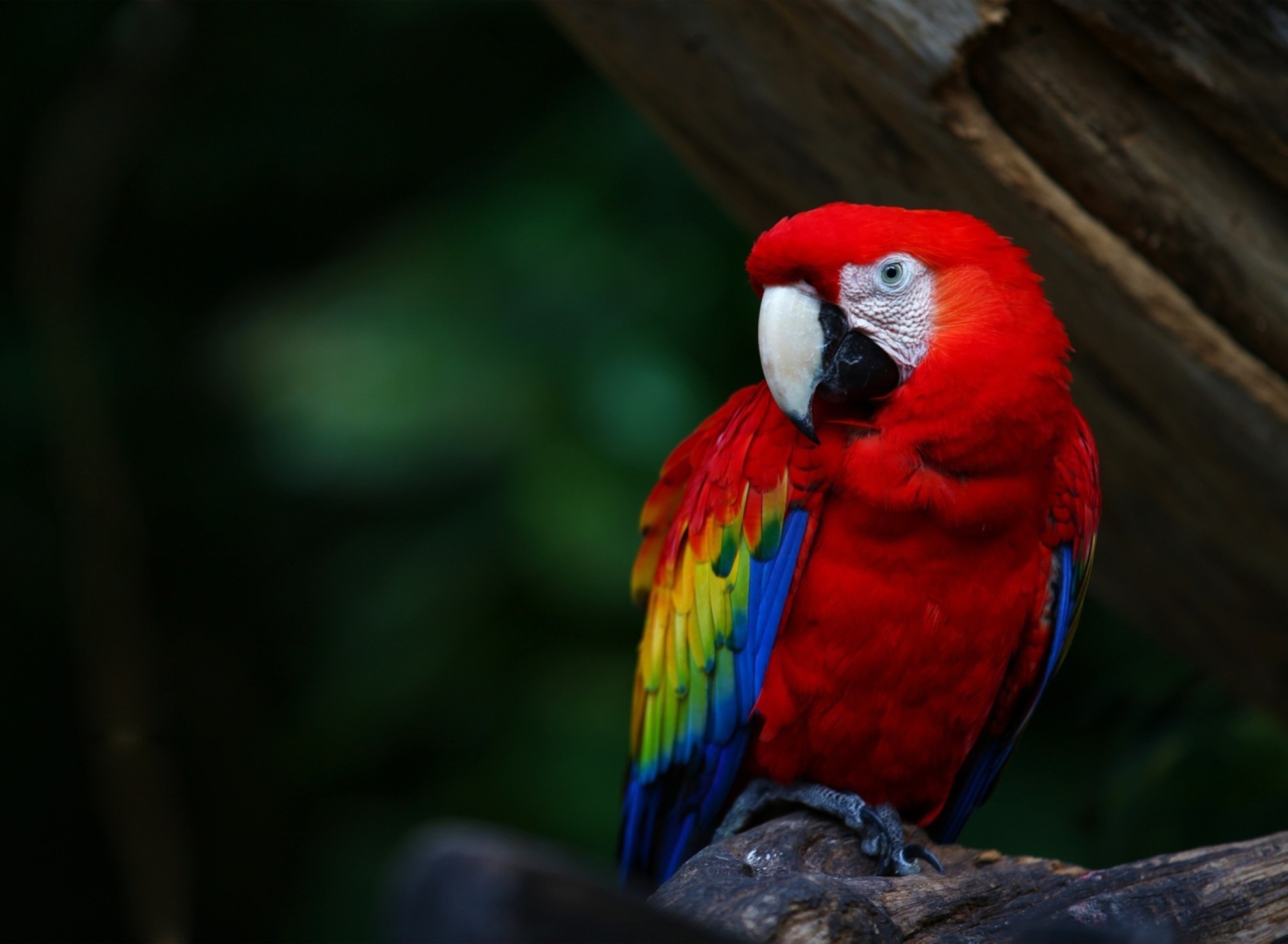 Fondo de pantalla Red Parrot 1920x1408