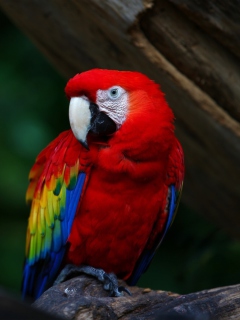 Обои Red Parrot 240x320