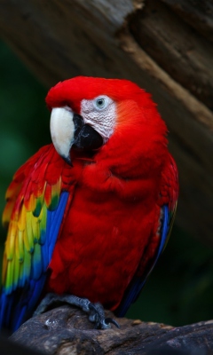 Das Red Parrot Wallpaper 240x400