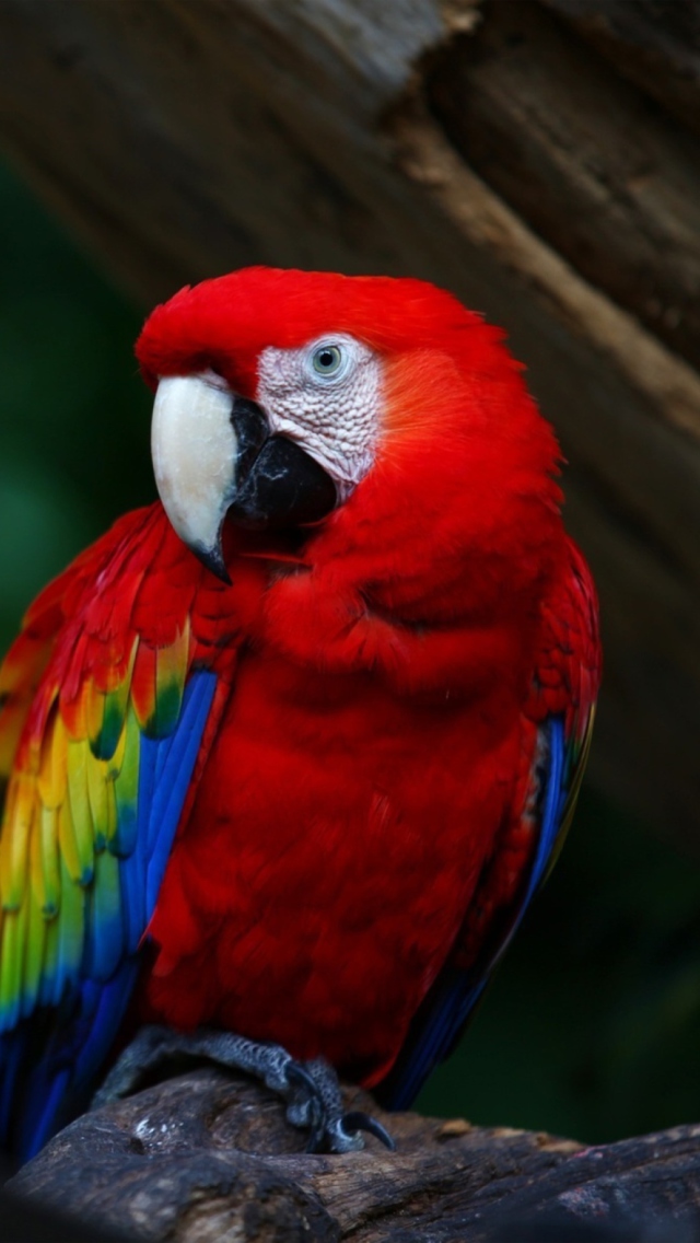 Red Parrot wallpaper 640x1136