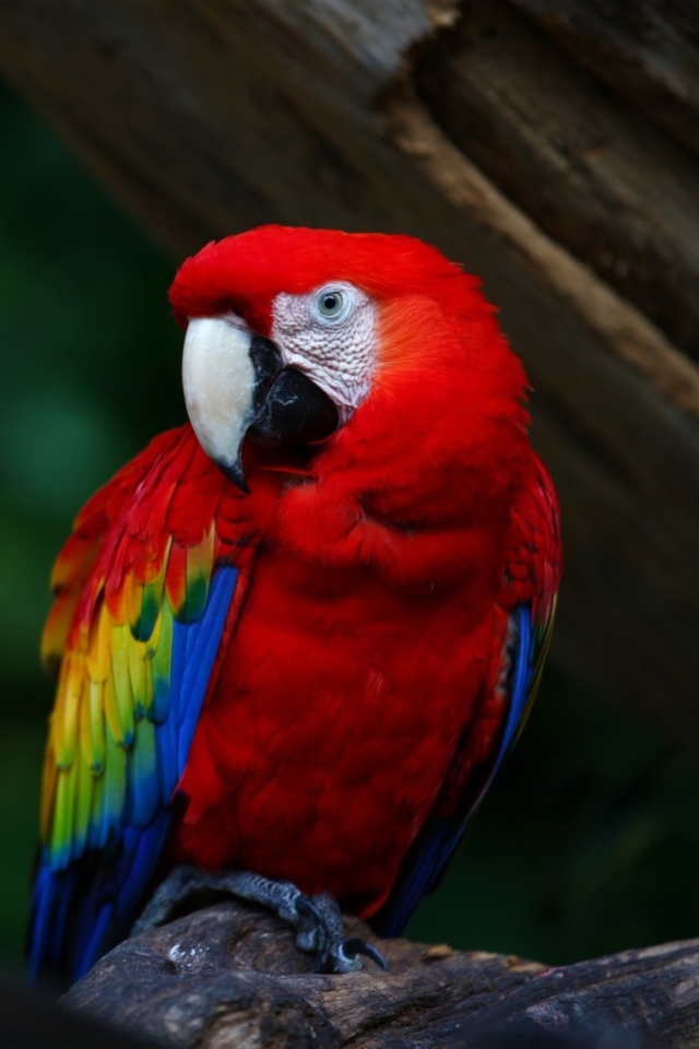 Sfondi Red Parrot 640x960