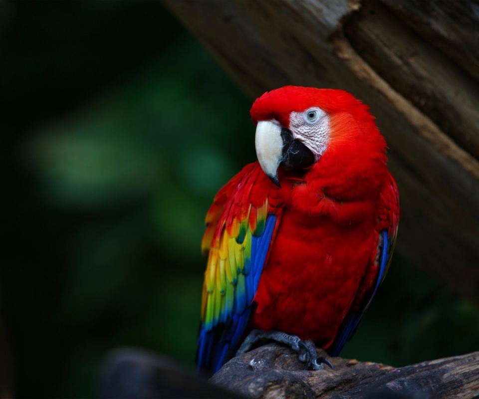 Das Red Parrot Wallpaper 960x800