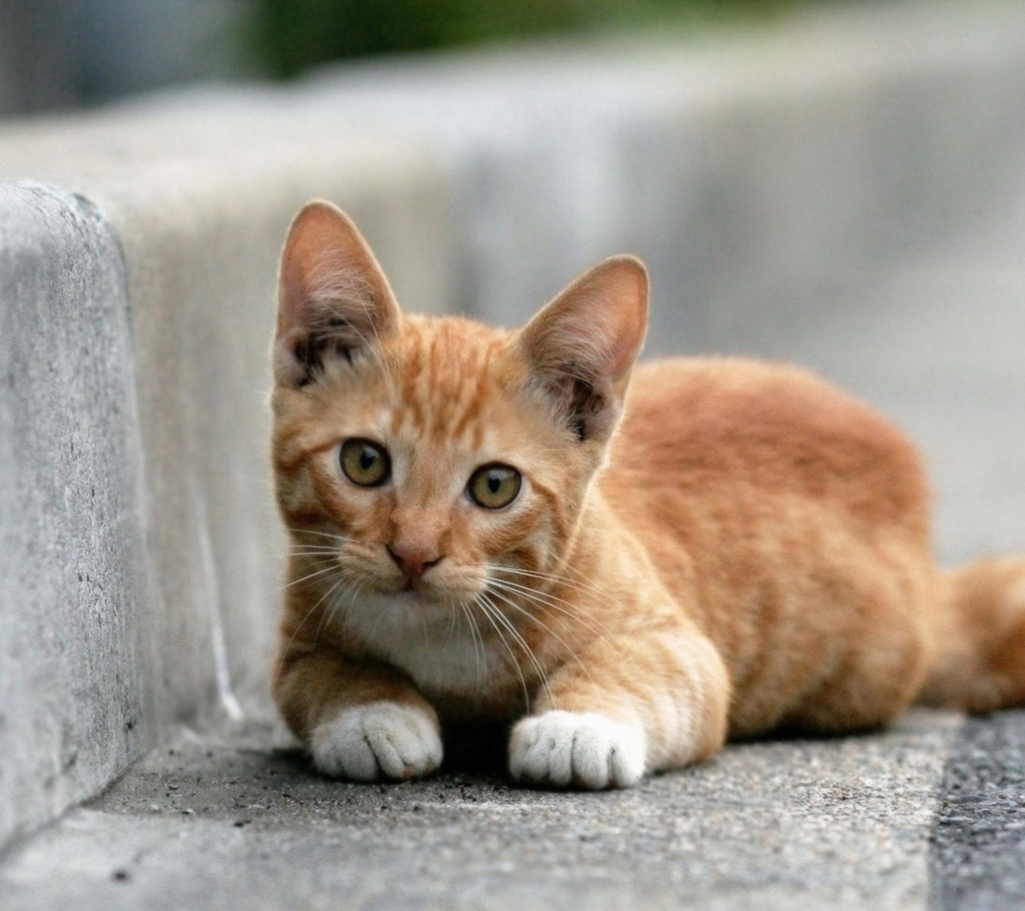 Red Kitten wallpaper 1440x1280