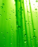 Das Green Drops Of Rain Wallpaper 128x160