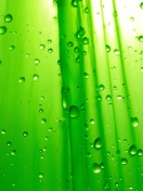 Sfondi Green Drops Of Rain 132x176