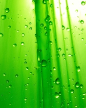 Das Green Drops Of Rain Wallpaper 176x220