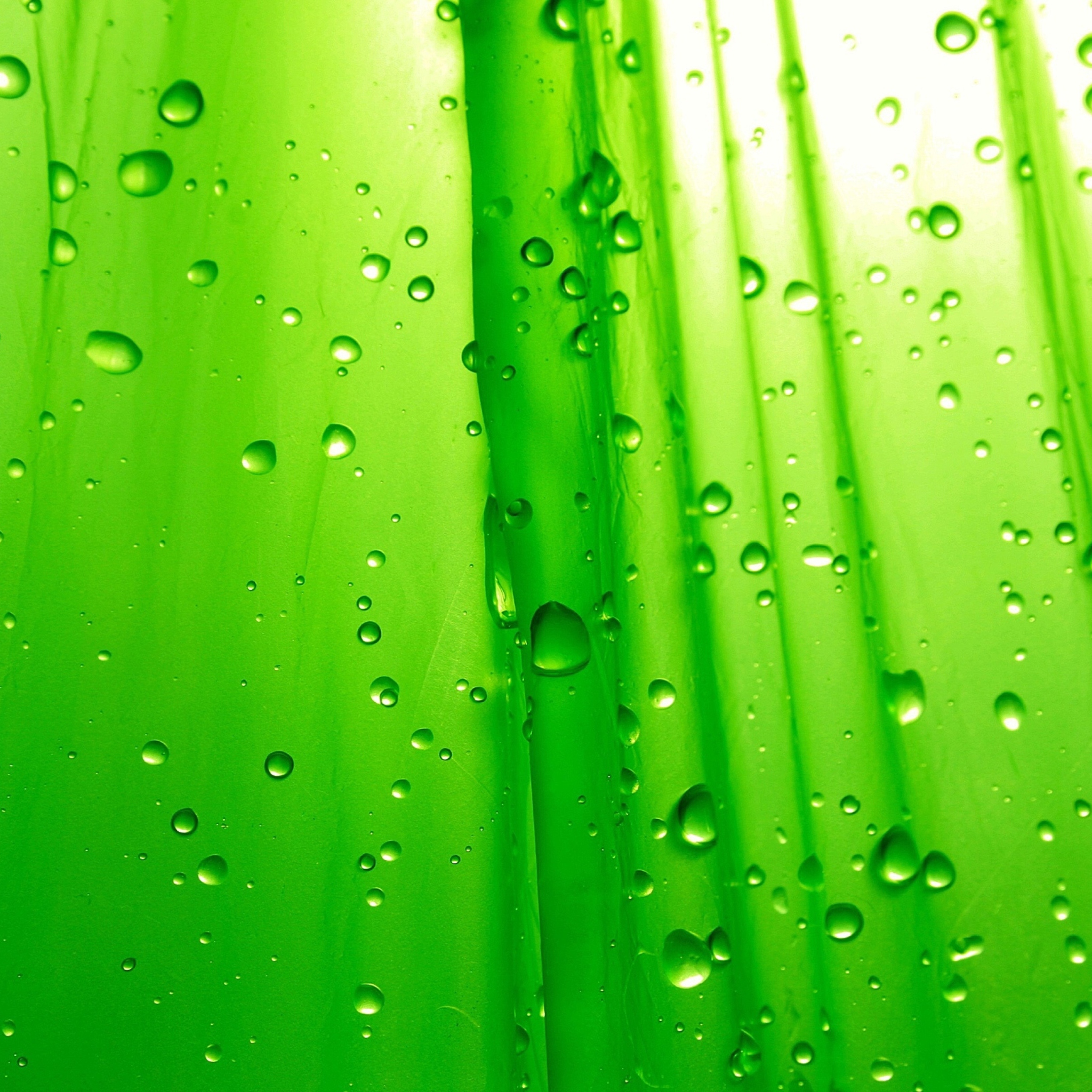 Обои Green Drops Of Rain 2048x2048