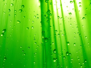 Green Drops Of Rain wallpaper 320x240