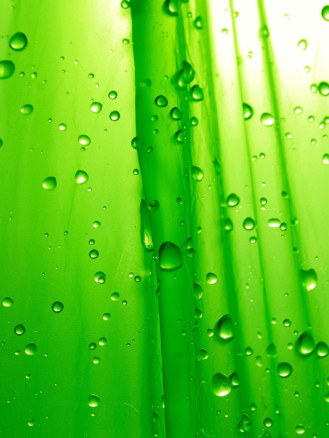 Sfondi Green Drops Of Rain 480x640