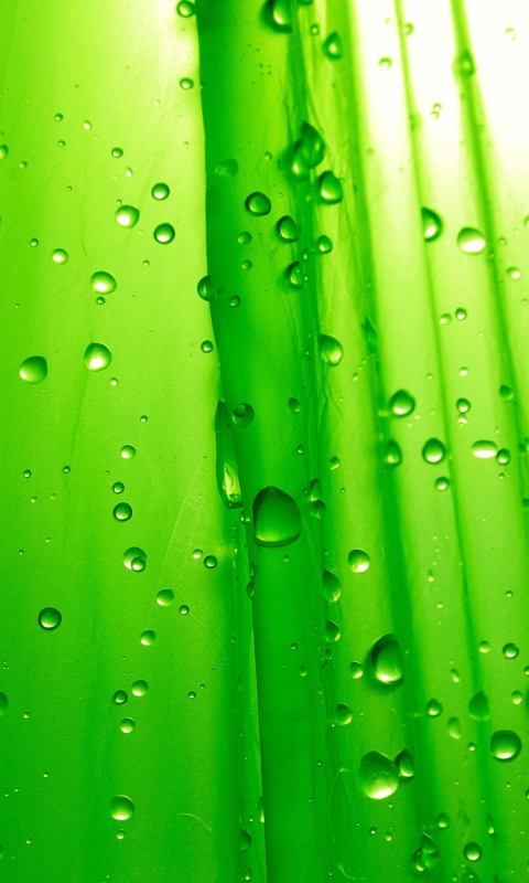 Обои Green Drops Of Rain 480x800