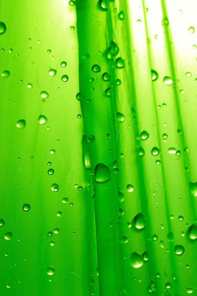 Das Green Drops Of Rain Wallpaper 640x960