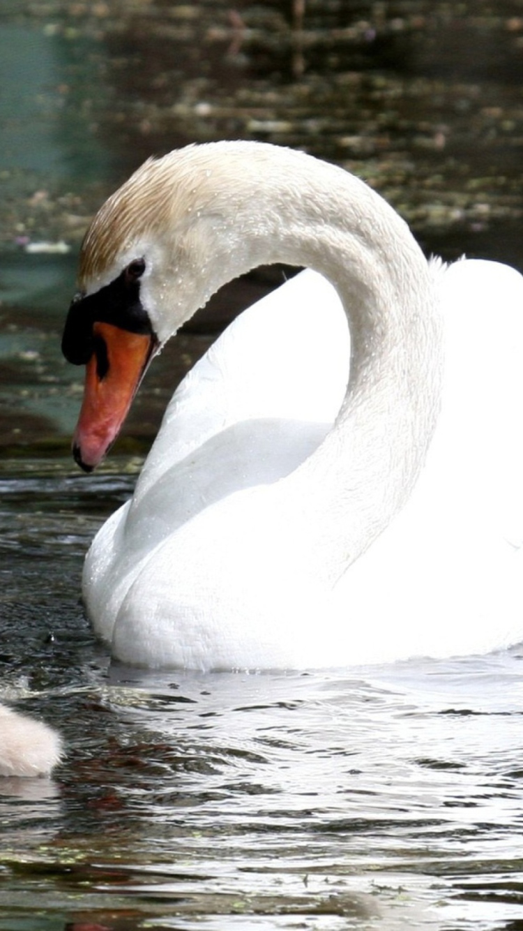 Swan wallpaper 750x1334