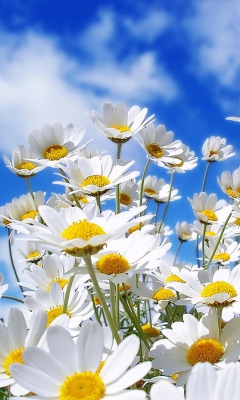 Screenshot №1 pro téma Field Of Daisies 240x400