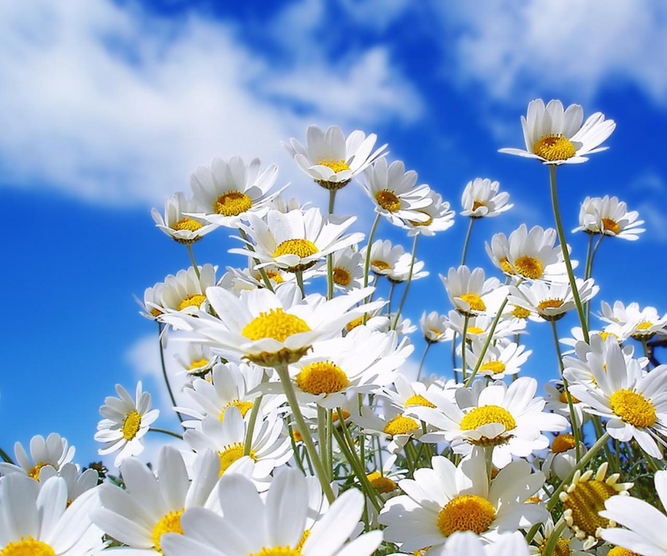 Screenshot №1 pro téma Field Of Daisies 960x800