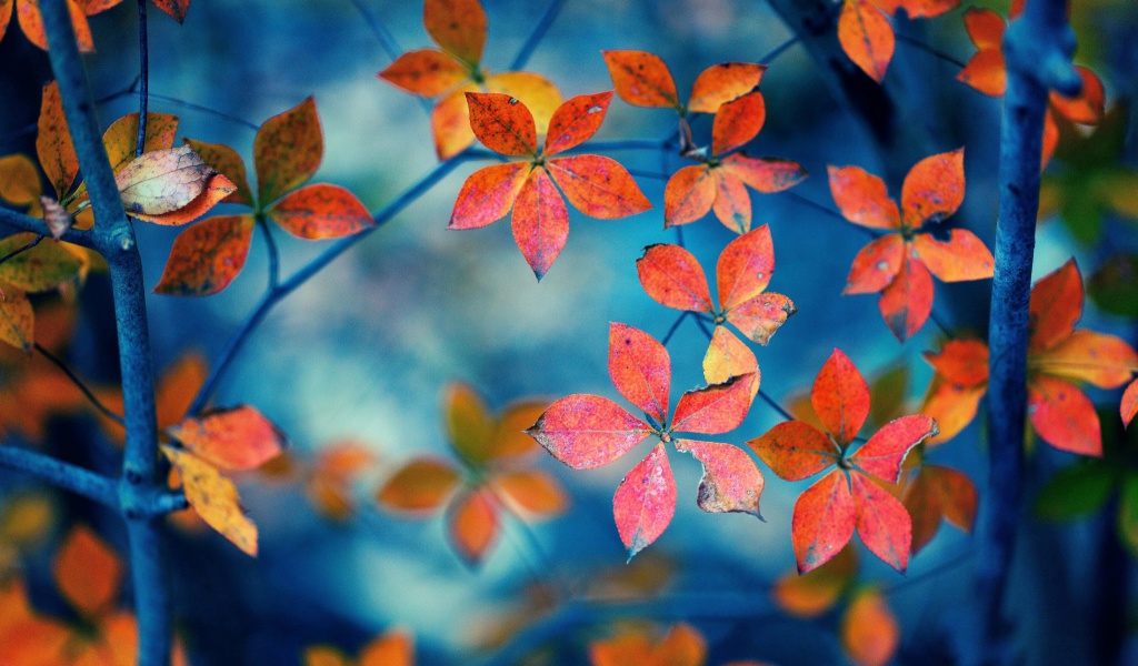 Sfondi Crimson Leaves Macro Photo 1024x600