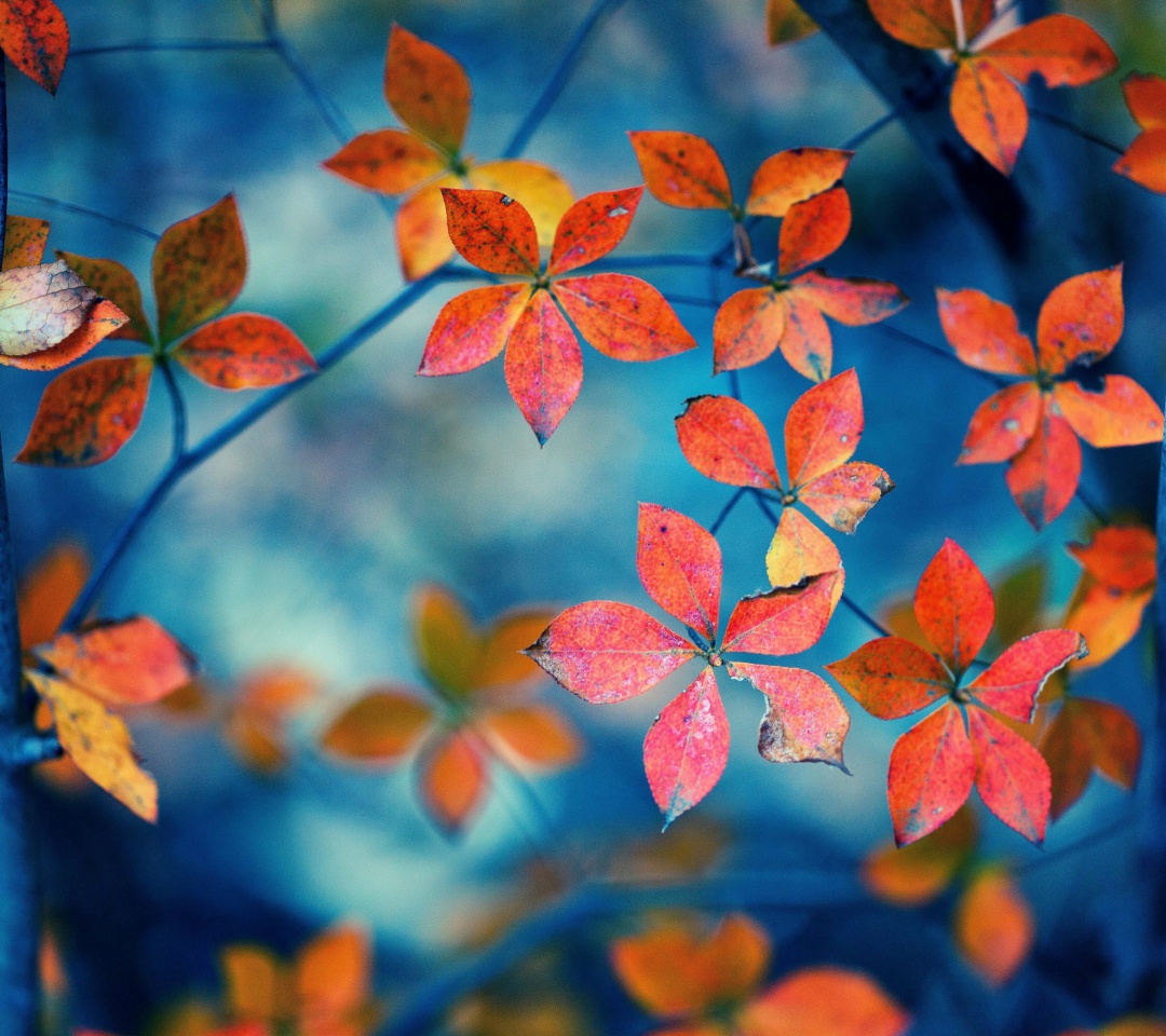 Fondo de pantalla Crimson Leaves Macro Photo 1080x960