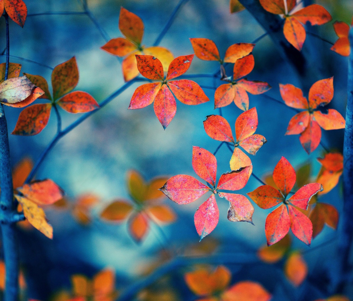 Обои Crimson Leaves Macro Photo 1200x1024