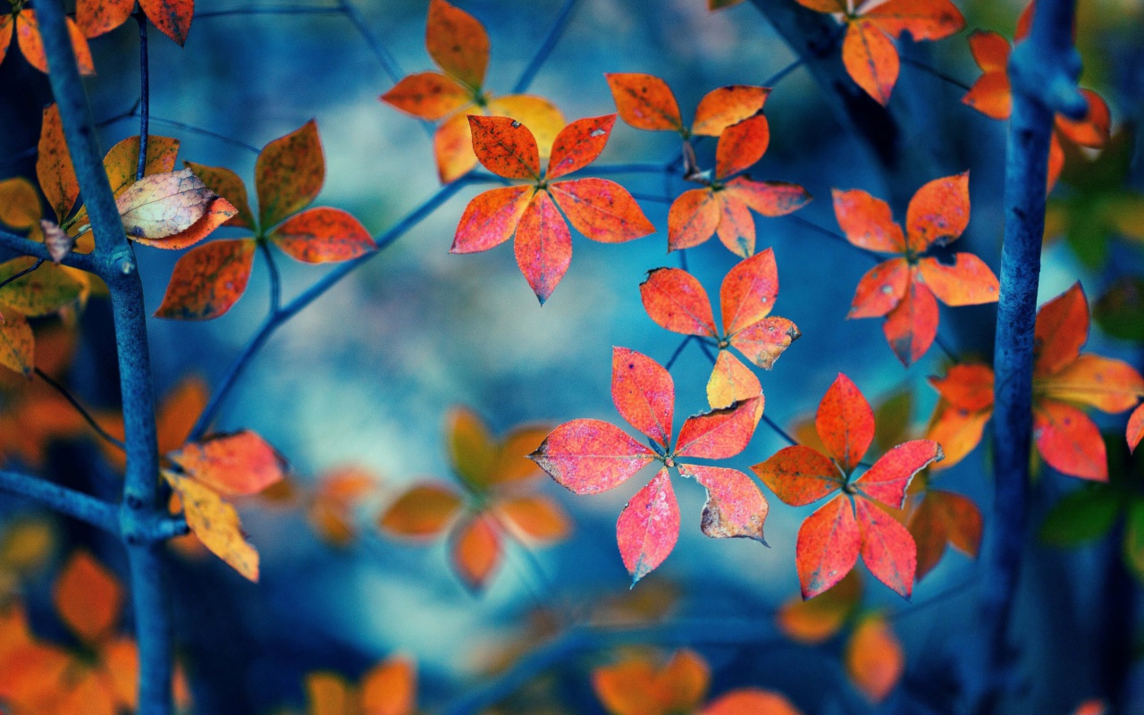 Crimson Leaves Macro Photo wallpaper 1280x800