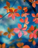 Crimson Leaves Macro Photo wallpaper 128x160