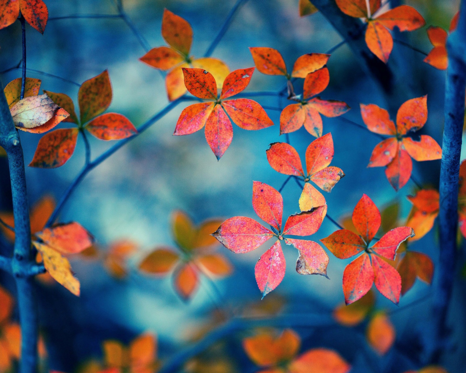 Das Crimson Leaves Macro Photo Wallpaper 1600x1280