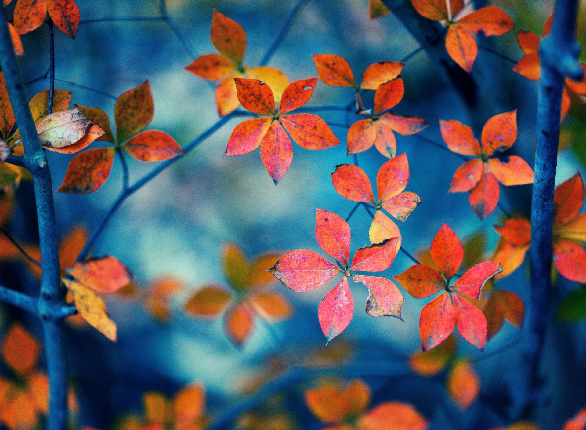 Обои Crimson Leaves Macro Photo 1920x1408