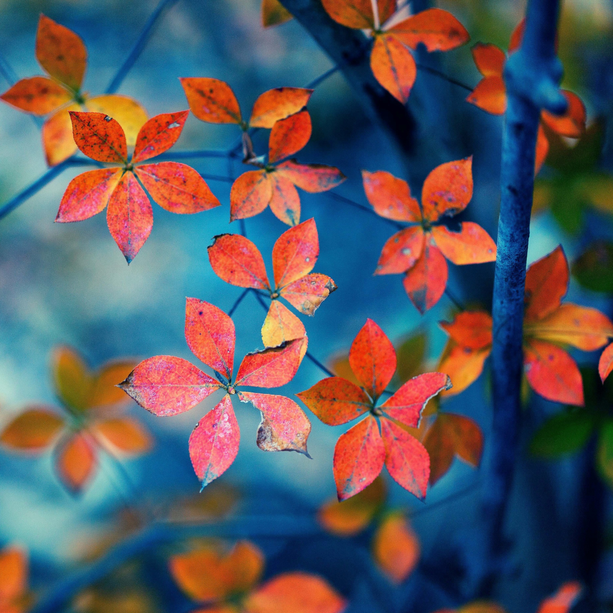 Sfondi Crimson Leaves Macro Photo 2048x2048