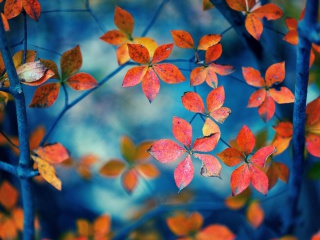 Обои Crimson Leaves Macro Photo 320x240