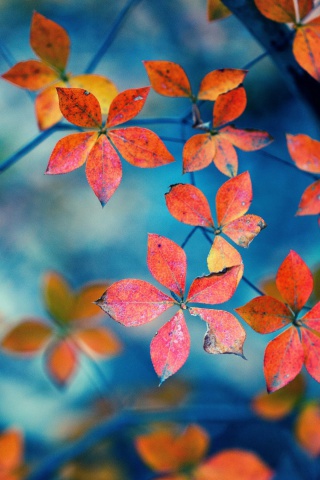 Crimson Leaves Macro Photo wallpaper 320x480