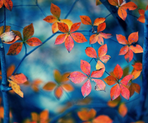 Обои Crimson Leaves Macro Photo 480x400
